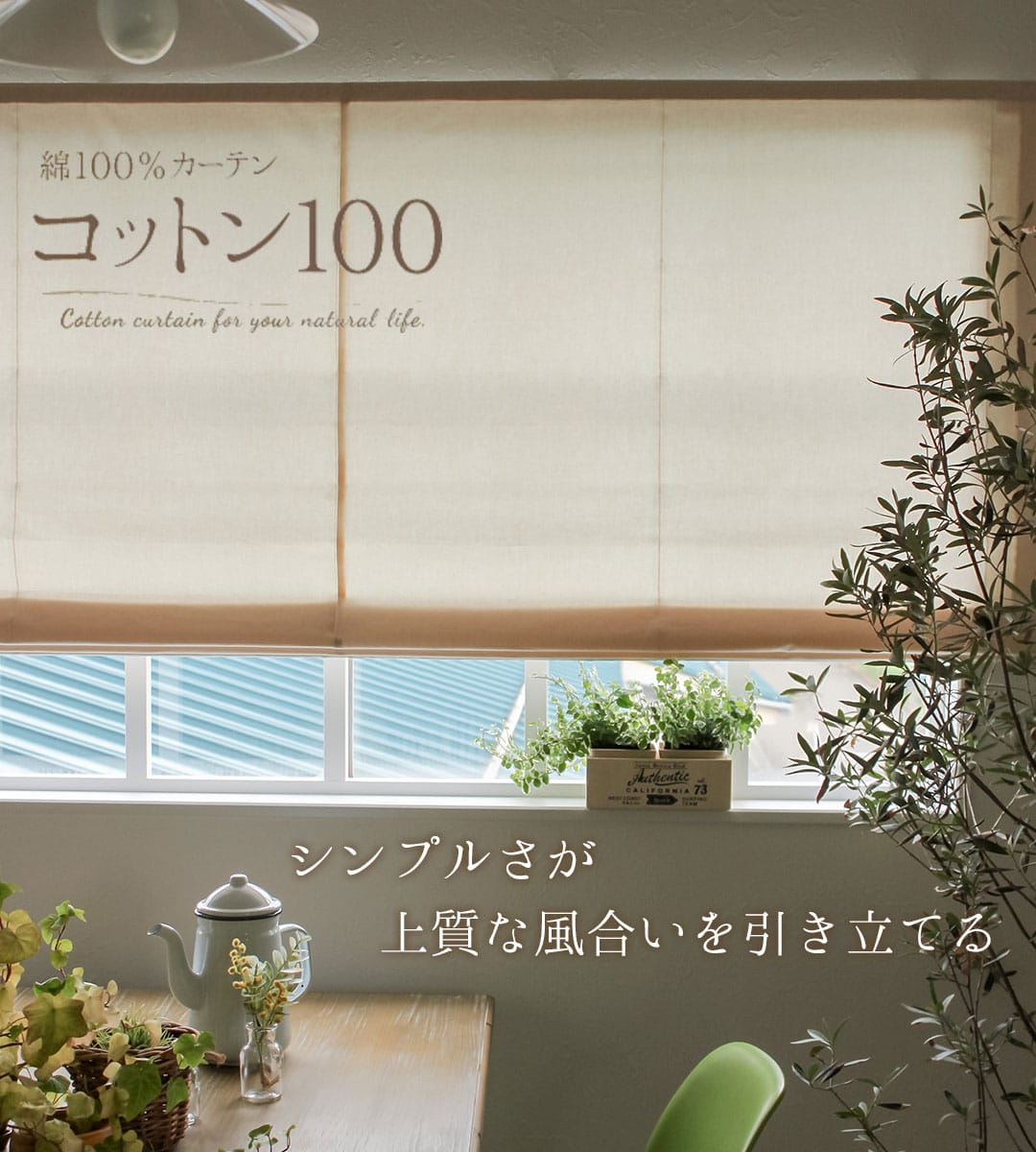 コットン100