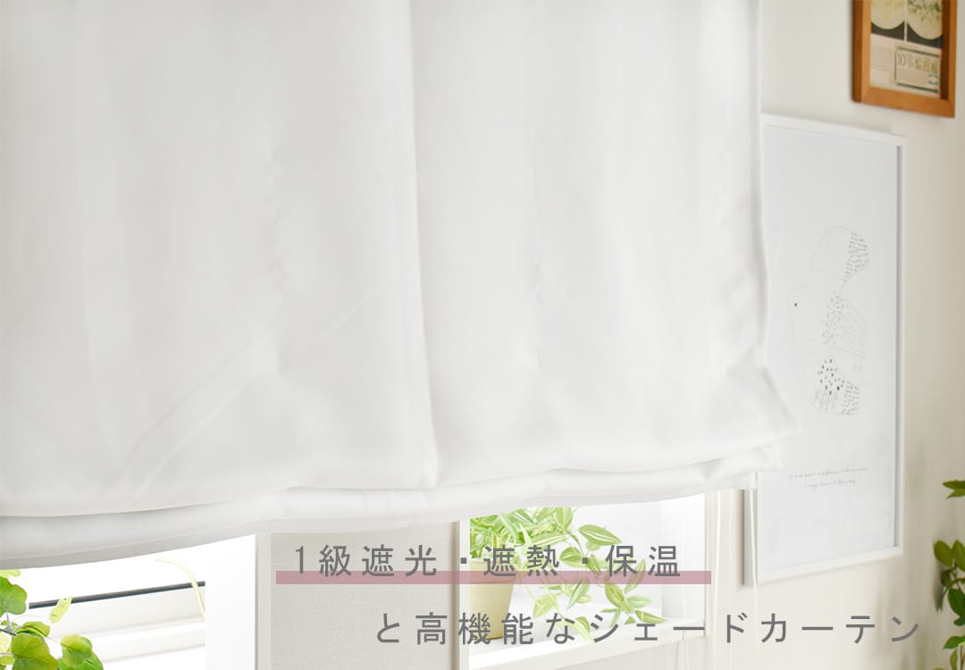 しろまゆ