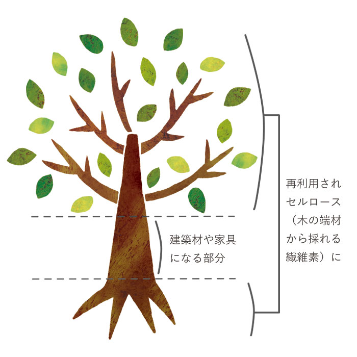 セルロース